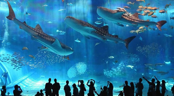 Hurghada Grand Aquarium tour