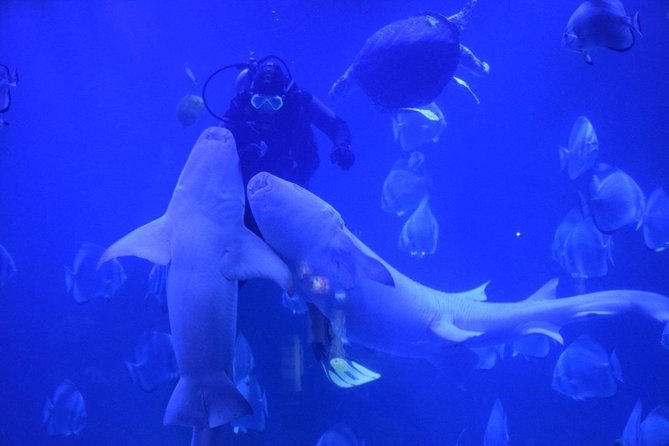 Hurghada Grand Aquarium tour