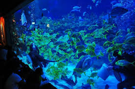 Fascinating KLCC Aquaria Tour Malaysia